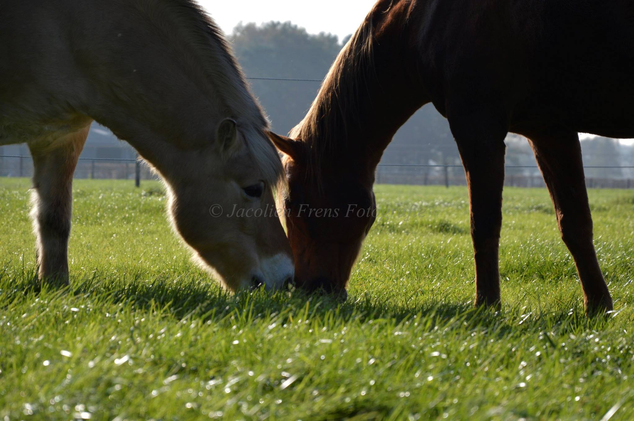 Paarden gras is goed